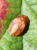Penthimia nigra